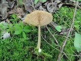 Entoloma strictipes image