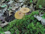 Entoloma strictipes image