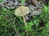 Entoloma strictipes image