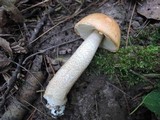 Leccinum pseudoinsigne image