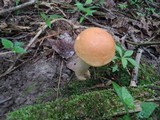 Leccinum pseudoinsigne image