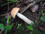 Leccinum pseudoinsigne image