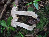 Leccinum pseudoinsigne image