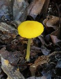 Pluteus chrysophlebius image