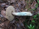 Leccinum cyaneobasileucum image
