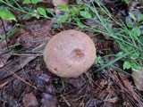 Leccinum cyaneobasileucum image