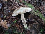Leccinum cyaneobasileucum image