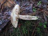Leccinum cyaneobasileucum image