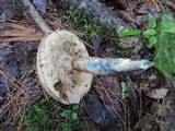Leccinum cyaneobasileucum image