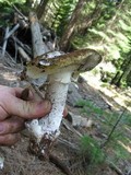 Amanita vernicoccora image