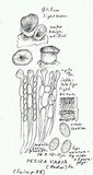 Peziza varia image