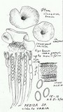 Peziza varia image