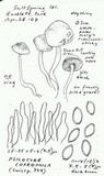 Psilocybe coprophila image