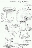 Cantharellus roseocanus image