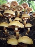 Kuehneromyces mutabilis image