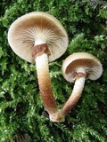 Kuehneromyces mutabilis image