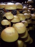 Kuehneromyces mutabilis image