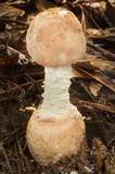 Amanita daucipes image