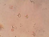 Clavulinopsis fusiformis image