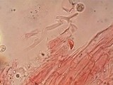 Clavulinopsis fusiformis image