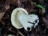 Leucopaxillus tricolor image