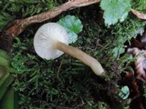 Lactarius griseus image