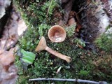 Lactarius griseus image