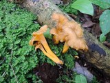 Craterellus lutescens image