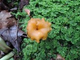 Craterellus lutescens image