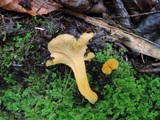 Craterellus lutescens image