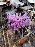 Clavaria zollingeri image