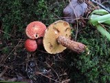 Suillus spraguei image