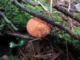 Suillus spraguei image