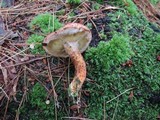 Suillus spraguei image