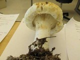 Lactarius deceptivus image
