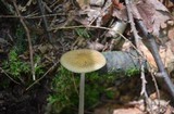 Hymenopellis furfuracea image