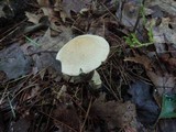 Leccinum holopus image