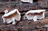 Panellus pusillus image