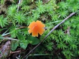 Hygrocybe mucronella image