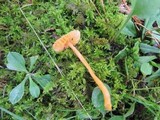 Hygrocybe mucronella image