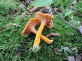 Cantharellus ignicolor image