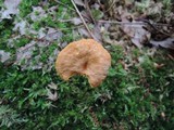 Cantharellus ignicolor image