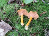 Cantharellus ignicolor image