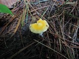 Russula lutea image