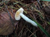 Russula lutea image