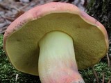 Boletus pallidoroseus image