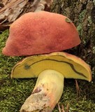 Boletus pallidoroseus image