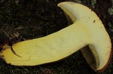 Boletus pallidoroseus image