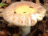 Russula crustosa image
