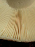 Russula crustosa image